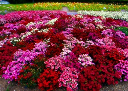 25 Тысяч цветов любимому городу подарили школьники шымкента