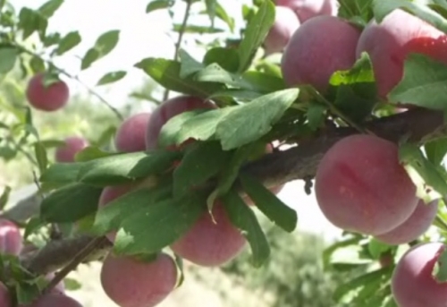 Итальянские сливы и абрикосы дали хороший урожай в юко