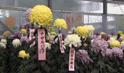 Японские цветоводы вывели новый сорт хризантем в честь н.назарбаева