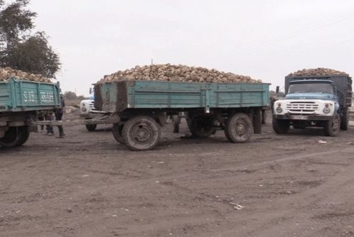 Почему в кыргызстане фермеры терпят убытки каждый год