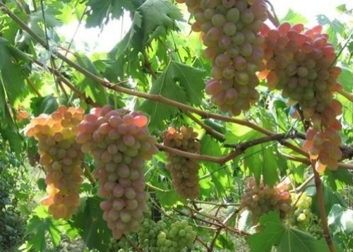 Сельчанин из юко успешно выращивает заморские сорта винограда