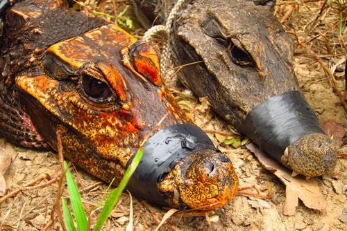 В африке обнаружены тупорылые подземные оранжевые крокодилы